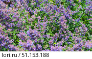 A close-up view of the purple flower of the Nepeta racemosa plant, one of the varieties of catnip, at daytime, Stavropol Krai, Russia. Стоковое фото, фотограф Сергей Богомяко / Фотобанк Лори