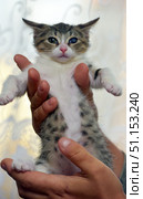 A small kitten with a white striped coat is in the arms of a person. The animal has a white chest and belly with dark spots, a pink nose and expressive eyes. One of the kitten's eyes is healthy green, the other is noticeably cloudy (a sign of a congenital defect or a previous illness). The kitten looks calm and trusting, it is held carefully, which emphasizes the theme of caring for and saving animals. The background is light, neutral, not distracting attention from the main object. Стоковое фото, фотограф Анна Кривицкая / Фотобанк Лори