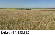 Video of agricultural region with fields of ripe wheat on a sunny day. Ears of wheat swaying in the wind. Rural landscape. Natural rustic background. Grain growing concept. Стоковое видео, видеограф Виктория Катьянова / Фотобанк Лори