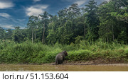 The pygmy elephant gets out of the river. The animal climbs onto a clay bank. Lush tall green grass. Rain forest trees against a blue sky, clouds. Malaysia. Borneo. Kinabatangan River Nature Reserve. Стоковое фото, фотограф Вера Ивановна Кубарева / Фотобанк Лори