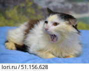 A long-haired cat of black and white color, lying on a blue blanket. The animal has an open mouth, which creates the impression that the cat is yawning or expressing displeasure. Its fur is fluffy, with dark spots on its back and ears, its muzzle is mostly light with yellow eyes. The background is slightly blurred, with green-gray shades, which emphasizes the attention on the cat itself. The picture conveys the emotions of the animal, focusing attention on the character and expressiveness of the cat's behavior. Стоковое фото, фотограф Анна Кривицкая / Фотобанк Лори