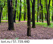 A forest with trees and a path. Стоковое фото, фотограф Ярославский Максим / Фотобанк Лори
