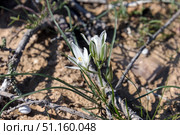 Fine-Leaved Star-of-Bethlehem (lat.- Ornithogalum trichophyllum) Стоковое фото, фотограф Irina Opachevsky / Фотобанк Лори
