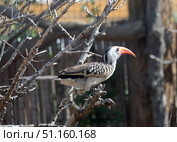 Red-billed hornbill (lat.- Tockus erythrorhynchus) Стоковое фото, фотограф Irina Opachevsky / Фотобанк Лори