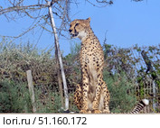 Cheetah (Acinonyx jubatus) is a large cat. Стоковое фото, фотограф Irina Opachevsky / Фотобанк Лори