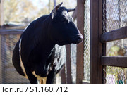 A cow stands near a barn on a livestock farm. Стоковое фото, фотограф Виктория Тельминова / Фотобанк Лори