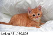 A ginger kitten lying on a soft white background. Its warm orange fur with a light striped pattern emphasizes the cuteness and bright character of the animal. The kitten looks attentively at the camera, its big round eyes express curiosity and trust. The photo conveys an atmosphere of coziness and tenderness, ideal for use in advertising materials about pets, pet care, animal protection projects, as well as in designs related to the theme of coziness and home warmth. Стоковое фото, фотограф Анна Кривицкая / Фотобанк Лори