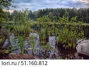 A picturesque forest lake in the evening. In the foreground you can see thickets of reeds, sedges and bushes growing straight out of the water. The water is calm, with reflections of green trees and a sky with gray clouds. Water lilies and aquatic plants float on the surface. In the background is a dense forest of coniferous and deciduous trees, creating an atmosphere of privacy and tranquility. The photo conveys the beauty of wild nature and the harmony of a summer forest landscape by the water. Стоковое фото, фотограф Анна Кривицкая / Фотобанк Лори