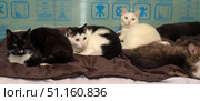 A group of cats lying together on a brown blanket. There are several animals of different colors in the frame: a black and white cat with one eye, a white cat with green eyes, a black and white and a gray-brown fluffy cat. All of them are comfortably settled next to each other, creating an atmosphere of calm and coziness. The background of the photo is a blue surface with symbols and inscriptions, which emphasizes the shelter or veterinary context. The photo is perfect for topics about helping animals, shelters, caring for cats, as well as for illustrating the theme of friendship and peaceful cohabitation of pets. Стоковое фото, фотограф Анна Кривицкая / Фотобанк Лори
