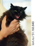 A black fluffy cat with bright green eyes, held in a human's arms. The cat opens its mouth wide, showing its teeth and fangs, which creates the impression of hissing or aggressive behavior. The animal looks excited and tense, its fur is fluffy, and its ears are directed to the sides. The human hand holds the pet tightly, which emphasizes the dynamics of the moment. The image conveys emotions and can be used in materials about the behavior of cats, their character, stressful situations, as well as in articles and projects on the topic of pets. Стоковое фото, фотограф Анна Кривицкая / Фотобанк Лори