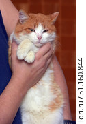 A large red and white cat in the hands of a man. The cat has thick fluffy fur and an expression of calm discontent on its face. Its eyes are slightly narrowed, its ears are pressed back, and its paws are relaxed on the owner's hand. Orange-brown tiles are visible in the background, which adds a warm shade to the photo. This shot conveys the character of the cat - independent, slightly tired and reserved, but at the same time trusting the person who holds it in his arms. The photo is ideal for use in articles about pets, animal protection projects, cat care and their characters. Стоковое фото, фотограф Анна Кривицкая / Фотобанк Лори
