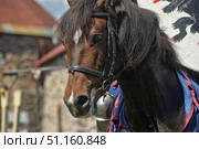A close-up of the head of a beautiful brown horse with a black mane and a white mark on its forehead. The animal is wearing a leather bridle, its muzzle is turned slightly to the side, expressive eyes and wet nostrils are visible. In the background, a stone wall and the roof of an old building can be discerned, adding to the historical or rural setting. The horse looks well-groomed and focused, creating an atmosphere of strength, grace and reliability. Стоковое фото, фотограф Анна Кривицкая / Фотобанк Лори