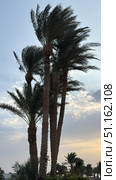 palm trees on the beach at sunset Tranquil summer vacation or holiday landscape. Tropical island sunset beach. Palm trees over calm sea water, sun rays, colorful sky. Exotic nature view, inspirational. Стоковое фото, фотограф Zita Khasanova / Фотобанк Лори