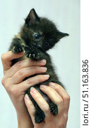 A small black kitten with fluffy fur and blue eyes, held in hands. The animal looks very tiny and defenseless, it presses its paws to its face and seems to be playing or hiding. The kitten has noticeable sharp claws, which adds dynamism and liveliness to the frame. The background is neutral, blurred, which emphasizes the main focus on the kitten and the person's hands. The atmosphere of the picture evokes tenderness, warmth and associations with care and tenderness. Стоковое фото, фотограф Анна Кривицкая / Фотобанк Лори