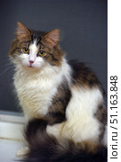 A fluffy cat with long hair sitting indoors against a gray wall. The animal has a white chest, paws, and part of the muzzle, while the back, tail, and top of the head are colored brown-black with tabby stripes. The cat looks straight into the camera with large, expressive yellow-green eyes, creating a trusting and touching impression. The fluffy tail is neatly tucked to the side. The lighting softly emphasizes the texture of the fur, giving the image a warm and cozy atmosphere. Стоковое фото, фотограф Анна Кривицкая / Фотобанк Лори