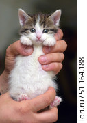 An adorable little kitten with white fur and gray-brown stripes on its head and back. The kitten has big expressive blue eyes, a small pink nose and pink paw pads. It looks very cute and a little confused in a person's arms. The kitten's paws are raised up, creating a touching and funny impression, as if it is trying to hide or hug. The close-up shot emphasizes the fluffiness of the fur and the tenderness of the little animal.The photo is perfect for topics related to pets, cute moments, pet care, and can also be used to advertise food, pet supplies or materials about friendship between humans and animals. Стоковое фото, фотограф Анна Кривицкая / Фотобанк Лори