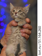 A charming tabby kitten being held in a loving embrace. The kitten has large, expressive yellow-green eyes, soft fur with a distinctive tiger pattern, and tender paws pressed to its chest. Bright blue bokeh lights are visible in the background, creating a festive and cozy atmosphere. The photo perfectly conveys the touching and defenseless nature of the little pet, as well as the care of a person. Ideal for themes related to animals, care, home comfort, holidays, and love for pets. Стоковое фото, фотограф Анна Кривицкая / Фотобанк Лори