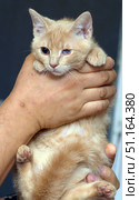 A ginger kitten in a person's arms. The animal has a noticeable problem with one eye - a partial cataract or the consequences of an illness, which gives the frame a special emotionality and evokes sympathy. The kitten looks trusting and calm, its soft fur lies neatly, and its small paws with pink pads add touchingness. The person's hands carefully support the pet, emphasizing care and the desire to help. The image conveys themes of kindness, compassion, rescue and care for animals. Suitable for publications about volunteer activities, veterinary medicine, animal protection and pets. Стоковое фото, фотограф Анна Кривицкая / Фотобанк Лори