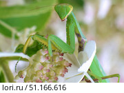 Богомол Mantis religiosa (Богомол обыкновенный) Стоковое фото, фотограф Александр Тарасенков / Фотобанк Лори