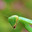 Богомол Mantis religiosa (Богомол обыкновенный) Стоковое фото, фотограф Александр Тарасенков / Фотобанк Лори