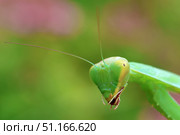 Богомол Mantis religiosa (Богомол обыкновенный) Стоковое фото, фотограф Александр Тарасенков / Фотобанк Лори
