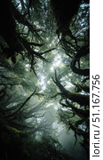 Soft sunlight penetrating moss draped forest canopy, casting ethereal glow through misty woodland landscape, revealing serene natural environment. Стоковое AI-изображение, AI-художник Юрий Поздников / Фотобанк Лори
