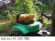 A ginger unhappy kitten sits outdoors, huddled and tense. He shows aggression danger appears. His fur stands on end, ears are pressed back, back is humped. Animal behavior. Attentive gaze is watching. Стоковое фото, фотограф Юлия Петровская / Фотобанк Лори