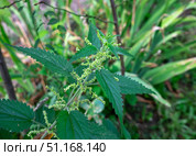 Крапива двудомная (Urtica dioica L.) цветет. Стоковое фото, фотограф Лариса Веселова / Фотобанк Лори