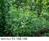 Очиток пурпурный (заячья капуста,  скрипун, седум, лат. sedum), куст с бутонами. Стоковое фото, фотограф Лариса Веселова / Фотобанк Лори