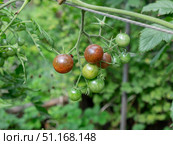 Томаты черри "Black cherry" на грядке. Стоковое фото, фотограф Лариса Веселова / Фотобанк Лори