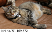 Domestic cat with signs of obesity thick belly and swollen fat muzzle. Sedentary lifestyle pet. Disease. Laziness. problems associated obesity due greater amount food treats we consume unhealthy diet. Стоковое AI-изображение, AI-художник ALLA YURTAYEVA / Фотобанк Лори