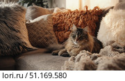 Domestic cat with signs of obesity thick belly and swollen fat muzzle. Sedentary lifestyle pet. Disease. Laziness. problems associated obesity due greater amount food treats we consume unhealthy diet. Стоковое AI-изображение, AI-художник ALLA YURTAYEVA / Фотобанк Лори