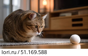 Domestic cat with signs of obesity thick belly and swollen fat muzzle. Sedentary lifestyle pet. Disease. Laziness. problems associated obesity due greater amount food treats we consume unhealthy diet. Стоковое AI-изображение, AI-художник ALLA YURTAYEVA / Фотобанк Лори