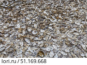Sea washed oyster shells on shingle beach in Whitstable, Kent. Стоковое фото, фотограф Zydrius Tartenis / Фотобанк Лори