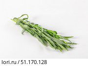 Fresh green estragon aroma stem. Стоковое фото, фотограф Андрей Старостин / Фотобанк Лори