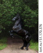 Beautiful black wild horse rearing up in nature background. Прекрасный дикий черный конь встал на дыбы на фоне лесной дороги. Стоковое фото, фотограф Михаил Кондрашов / Фотобанк Лори