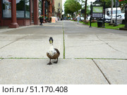 Congress Park duck (Congress Parkus Duckus) walks streets of city. Brodway Avenue, Saratoga Springs, New York, United States (2015 год). Стоковое фото, фотограф Валерия Попова / Фотобанк Лори
