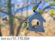 Titmice surround birdhouse as sparrow helps itself to their food. The scene captures different reactions of birds, showcasing glimpse of nature's interactions. Стоковое фото, фотограф Алла Чесноковва / Фотобанк Лори