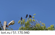 Crows perched on urban streetlight in bright blue sky. Стоковое видео, видеограф Евгения Пархоменко / Фотобанк Лори