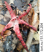 Документальный кадр Clathrus archeri, пробивающегося сквозь мокрые листья: плодовое тело выходит из «яйца» и раскрывает 4–7 розово-красных «лучей», быстро издающих запах падали — отсюда названия devil’s fingers / starfish fungus. Распространён вне исходного ареала; натурализуется в разных регионах. Стоковое фото, фотограф Владислав Войтов / Фотобанк Лори