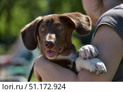 A young dog in the arms of a man. The puppy has short brown and white fur, large ears and expressive light eyes, looking straight at the camera with curiosity and surprise. His tongue is slightly sticking out, creating a cute and lively expression on his face. The man holds the dog gently, supporting its paws and body, which conveys a sense of care and trust. The background is blurred, with greenery and light summer lighting in the background, creating a warm and natural atmosphere. Стоковое фото, фотограф Анна Кривицкая / Фотобанк Лори