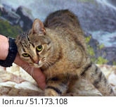 An affectionate tabby cat with large expressive green eyes. The animal presses its head against the person's hand, showing trust and tenderness. A watch on a strap is visible on the hand. The cat has a classic tabby color with brown and black stripes, white whiskers and soft short fur. The scene conveys the warm interaction between the pet and the person, symbolizing care, friendship and affection. Perfect for illustrations dedicated to pets, love for cats, the theme of trust and the emotional connection between a person and a pet. Стоковое фото, фотограф Анна Кривицкая / Фотобанк Лори