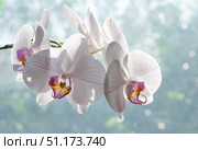 Delicate white orchid buds resembling a fragile fluttering butterfly, white petals with lilac stripes, and a lilac bud on a natural background. Selective focus. Стоковое фото, фотограф Анищенко Геннадий / Фотобанк Лори