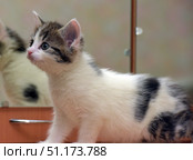 A cute little kitten of white and gray color with spots. The kitten stands sideways, its muzzle and gaze directed forward, creating an impression of curiosity and interest. In the background you can see a mirror, in which part of its body is reflected. The animal has expressive blue eyes and soft fur, which emphasizes its tenderness and fragility. The photo was taken indoors, creating a homely atmosphere of coziness and warmth. Perfect for use in topics related to pets, pet care, veterinary medicine and love for cats. Стоковое фото, фотограф Анна Кривицкая / Фотобанк Лори