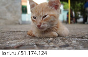 In village yard, a ginger cat dozes among familiar surroundings, basking on warm concrete. A fragile young animal, a pet, rests on a summer day near the house. Red and white stripes on the kitten body. Стоковое видео, видеограф Юлия Петровская / Фотобанк Лори