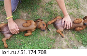 07.30.2025 Calma, Serbia: Two playful dachshunds bask in warm sunshine while receiving gentle belly rubs from happy hands. They roll around on grass, showcasing joy and cuteness in lively park setting (2017 год). Редакционное видео, видеограф Юлия Петровская / Фотобанк Лори