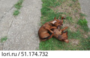 Two adorable dachshunds are having a delightful time rolling on the grass in a sunny backyard. Their playful antics showcase a deep bond as they play and interact with joy in peaceful outdoor setting. Стоковое видео, видеограф Юлия Петровская / Фотобанк Лори