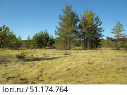 A calm northern landscape with young pine trees growing on a carpet of light moss and lichen. Underfoot is a patchy layer of lichen, typical of taiga and marshy areas, creating a feeling of softness and silence. In the background, a dense group of conifers can be seen, and the sky is clear and bright blue, with barely noticeable clouds on the horizon. The photo conveys the atmosphere of pure nature, fresh air and the solitude of a forest area. Стоковое фото, фотограф Анна Кривицкая / Фотобанк Лори