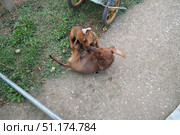 Two adorable dachshunds are having a delightful time rolling on the grass in a sunny backyard. Their playful antics showcase a deep bond as they play and interact with joy in peaceful outdoor setting. Стоковое фото, фотограф Юлия Петровская / Фотобанк Лори