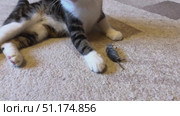 A monochrome cat is chasing a gray mouse across the rug, having fun in a cozy room. Стоковое видео, видеограф Ирина Старикова / Фотобанк Лори